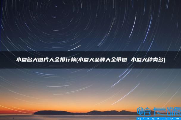 小型犬品种大全带图 小型犬种类多，小型名犬图片大全排行榜(附2022年最新排名前十榜单)