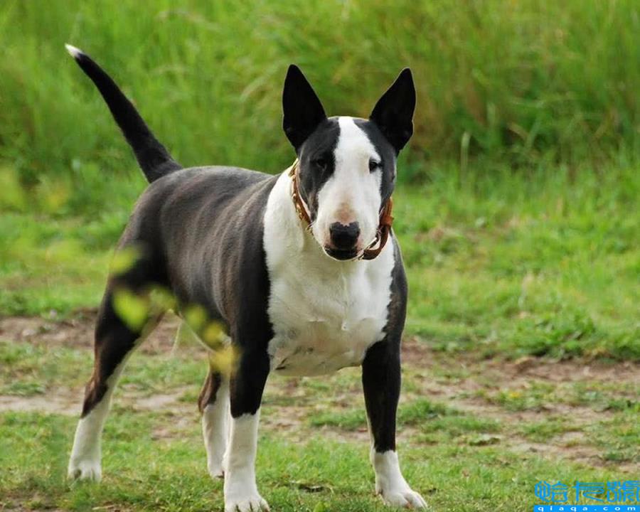 最凶猛的犬排名第一，藏獒在里面只能算小弟(附2022年最新排行榜前十名单)