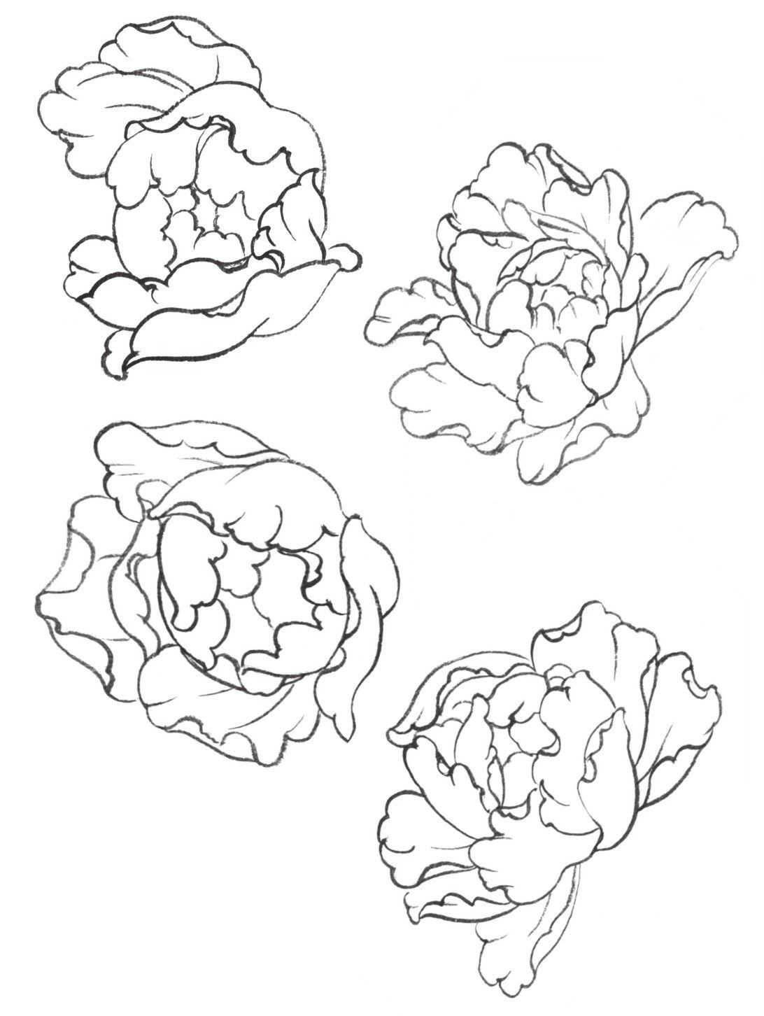 牡丹花怎么画简单画法图片