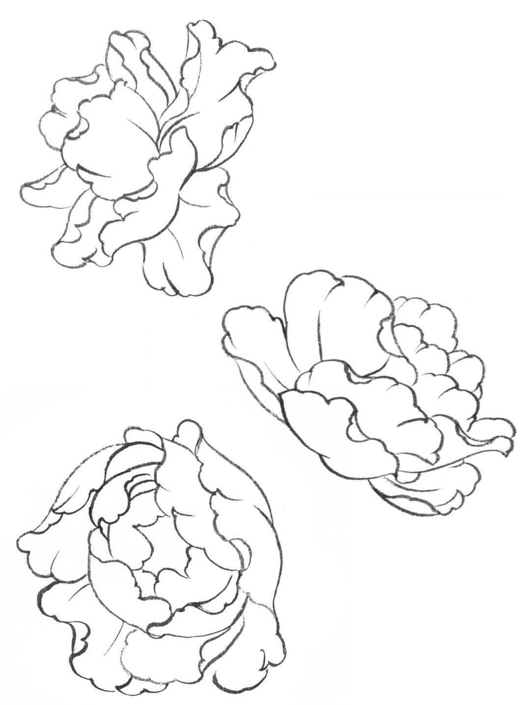 牡丹花绘画简单图片