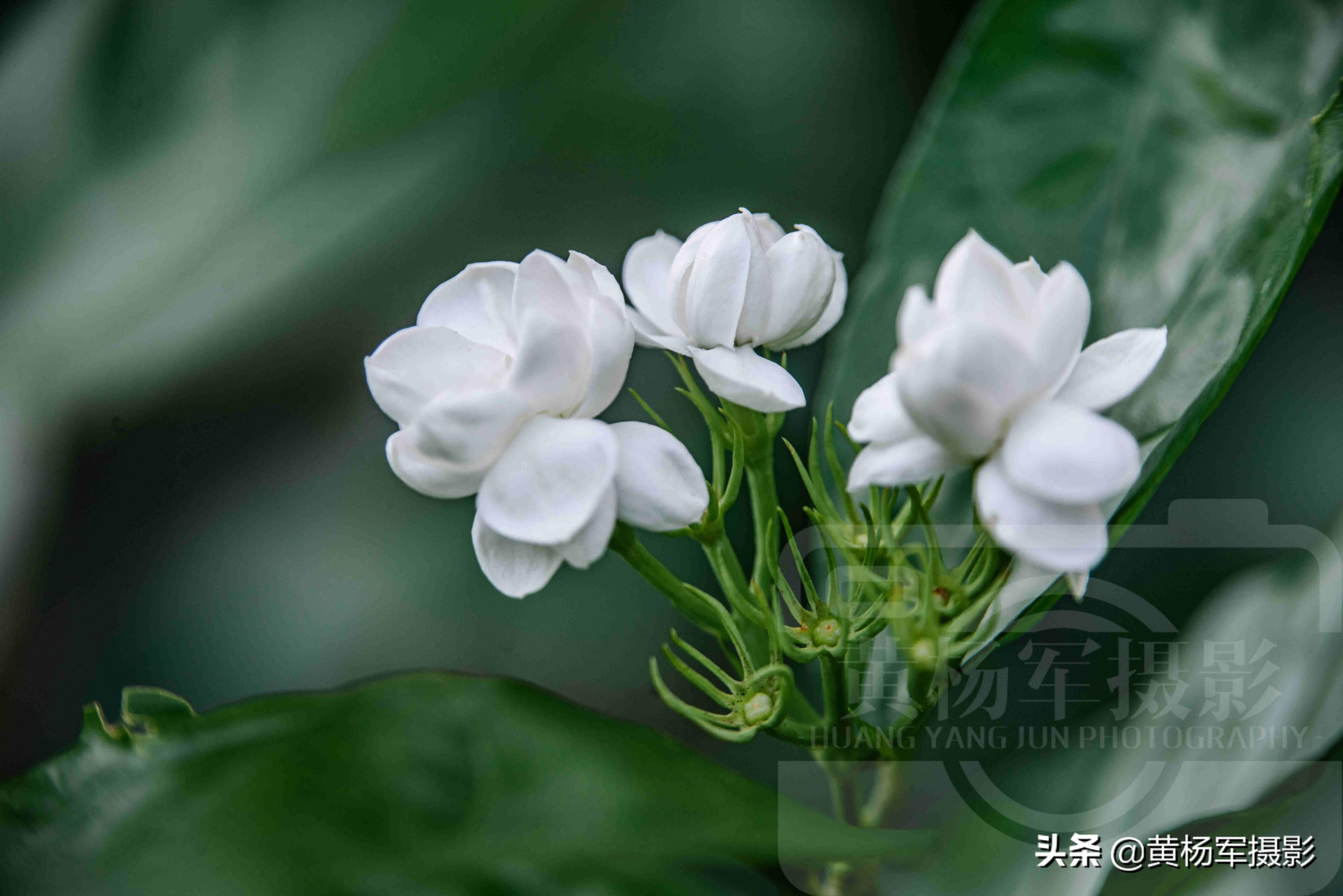 茉莉花长什么样背景图片